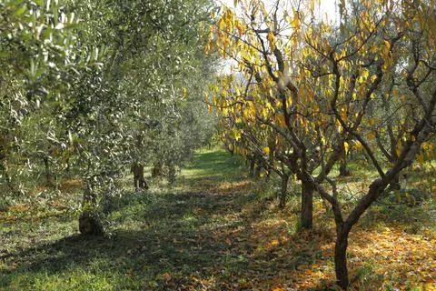 Olive tree garden Stock Photos