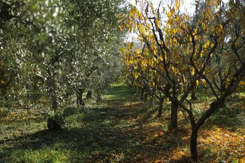 Olive Tree Garden Stock Photos