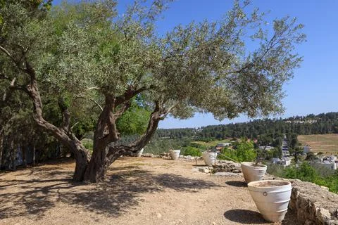 Olive tree in the garden Stock Photos