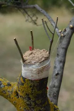 Olive tree grafting Foto stock
