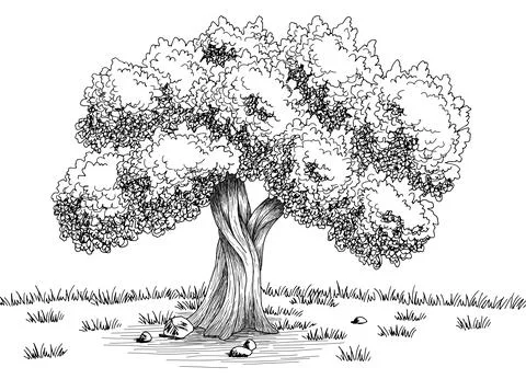 Olive tree graphic black white landscape sketch illustration vector Stock Illustration