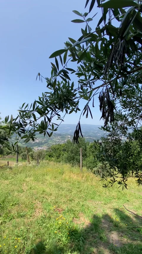 Olive tree with green background and blue sky 🌿🌳 Stock Footage 310911828