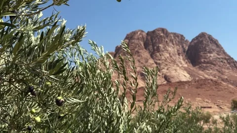 Olive Tree green branches Growing in Desert Mountains With Ripe Olives Stock Footage 341838571