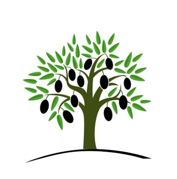 Olive tree with green leaves. Tree with black olives. Stock Illustration