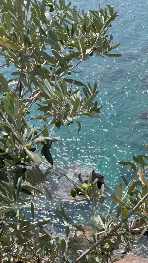 Olive tree with green olives in front of Mediterranean Sea Stock Footage 337022055