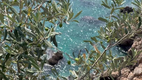 Olive tree with green olives in front of Mediterranean Sea Stock Footage 337022094