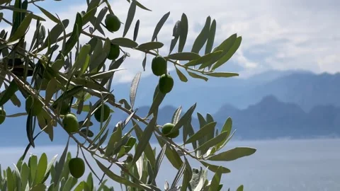 Olive tree with green olives in front of Mediterranean Sea Stock Footage 337313280