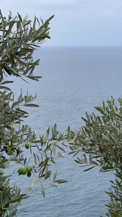 Olive tree with green olives in front of Mediterranean Sea Stock Footage 341244076