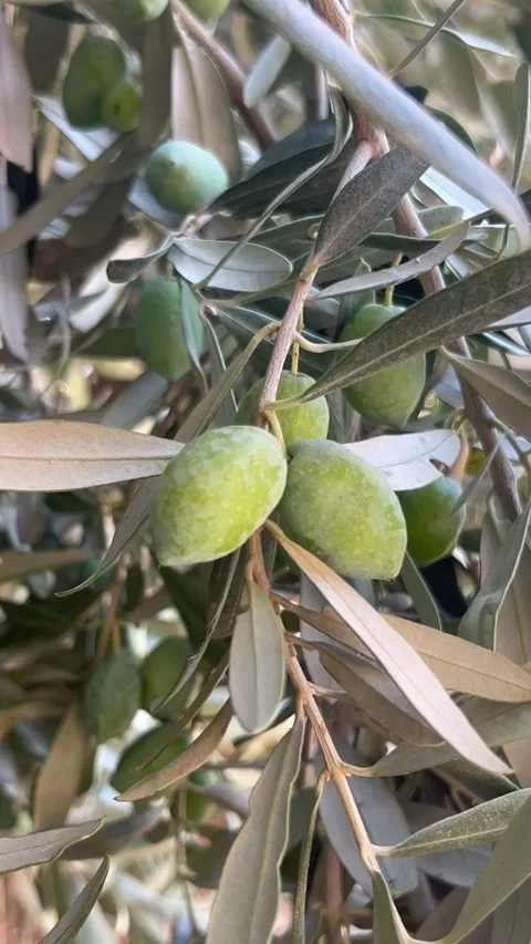 Olive tree with green olives on it in nature 動画素材 342530384
