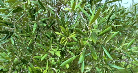 Olive tree with green olives in an olive garden, green olive tree illumination Stock Footage 278524895