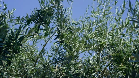 Olive tree green olives sky handheld panning shot Stock Footage 346084899