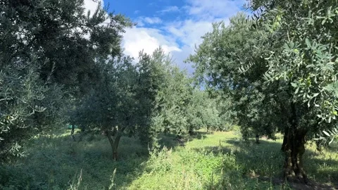 Olive tree with green ripe olives Stock Footage 253218097