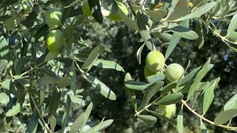 Olive tree with green ripe olives Stock Footage 253218117