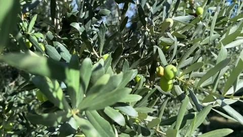 Olive tree with green ripe olives Stock Footage 253218178