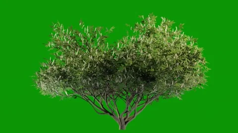 Olive Green Background Stock Videos – Royalty-Free HD & 4K Videos | Pond5