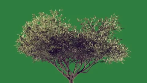 Olive tree on green screen and an a cartoonish elements emotion expression Stock Footage 335992583