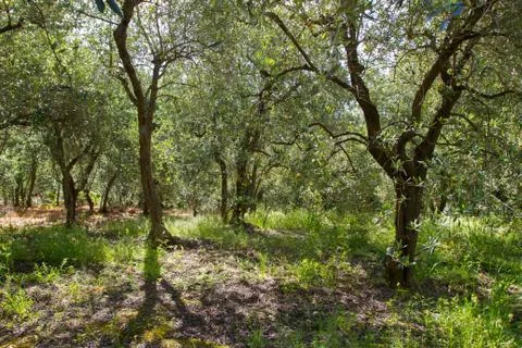 Olive Tree Grove 스톡 사진