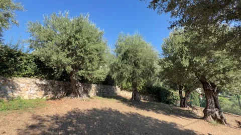 Olive Tree Grove Roquebrune-Cap-Martin France 库存影片 347411253