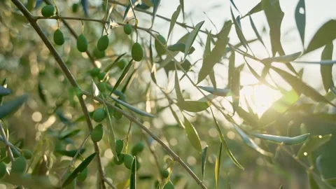 Olive tree in a grove as sun is shining through its branches and leaves Stock Footage 308668402
