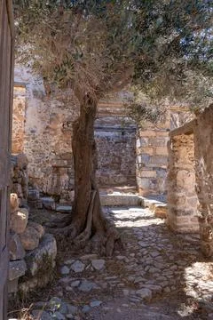 Olive tree growing among ancient stone ruins on Spinalonga island Crete Greec Фото