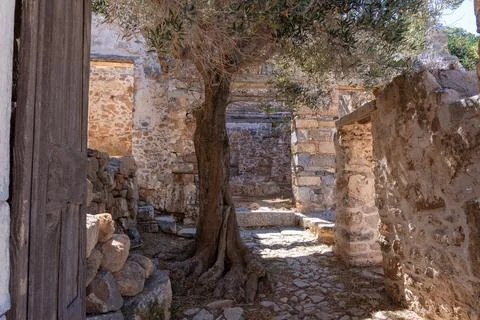 Olive tree growing inside abandoned stone ruins on Spinalonga island Crete .. Fotos Stock