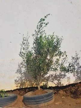 Olive tree growing inside a car tire Olive tree growing inside a car tire Stock Photos