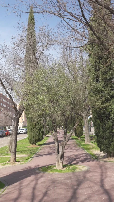 Olive tree growing in the middle of an urban park alleyway Vídeos de archivo 329934976