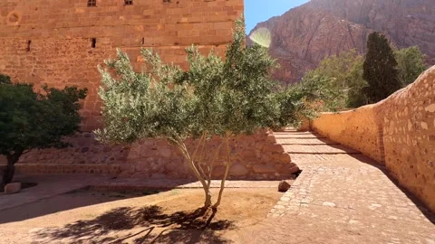 Olive tree growing near Saint Catherine monastery courtyard wall Stock Footage 341452297