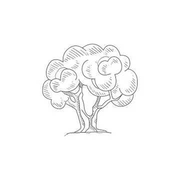 Olive Tree Hand Drawn Realistic Sketch Stock Illustration