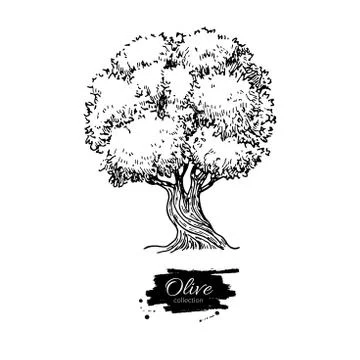 Olive tree. Hand drawn vector illustration. Vintage botanical drawing. Old st Stock Illustration