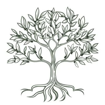 Olive tree hand engraving isolated illustration Stock Illustration