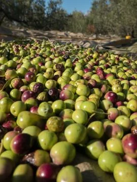 Olive tree harvesting Stock Photos