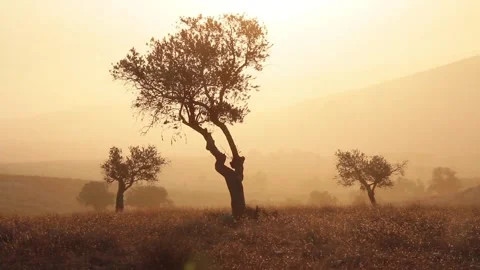 Olive tree in haze weather Stock Footage 279990221