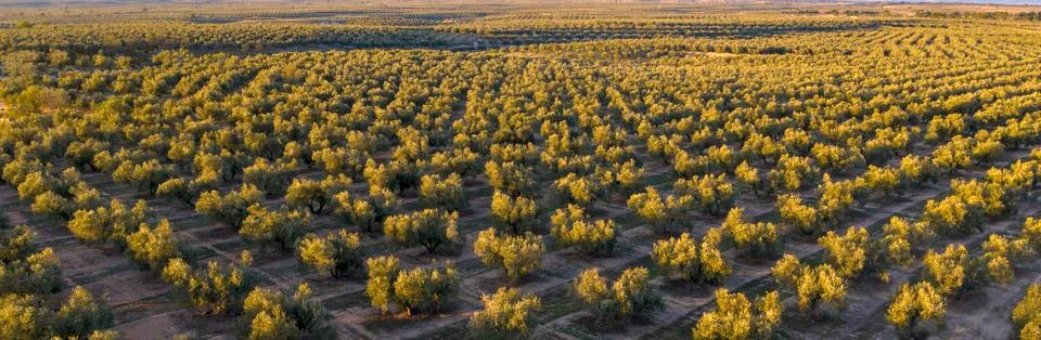 Olive tree header Stock Photos
