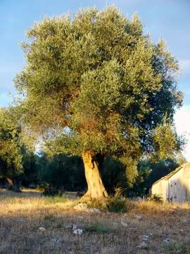 Olive tree in a hill of apulia Foto stock