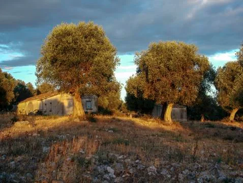 Olive tree in a hill of apulia Foto stock