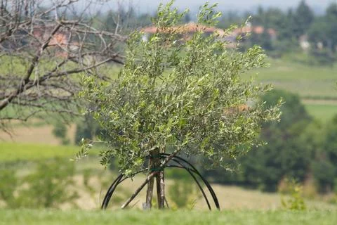 Olive tree on the hill Stockfoto's