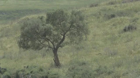 Olive tree on a hillside Stock Footage 43866786