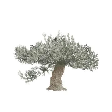 Olive tree illustration. Hand drawn watercolor painting on white background Stock Illustration