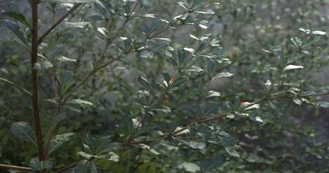 Olive tree. irrigation system. close-up. Vidéo 282252476