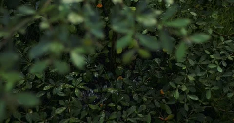 Olive tree. irrigation system. close-up. 库存影片 282252594