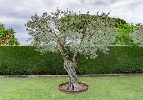 Olive tree isolated on the garden Stock Photos