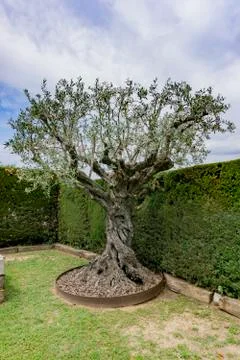 Olive tree isolated on the garden Stock Photos