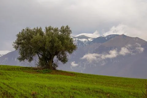 Olive tree isolated in wheat field with majella mountain in italy background Stock Photos