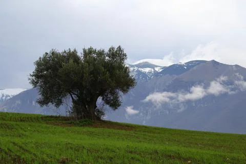 Olive tree isolated in wheat field with majella mountain in italy background Stock Photos