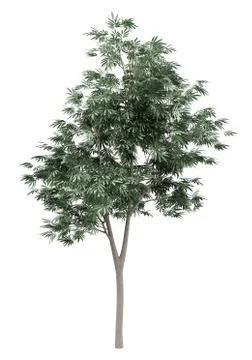 Olive tree isolated on white background. 3d illustration Stock Illustration