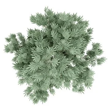 Olive tree isolated on white background. top view. 3d illustration Stock Illustration