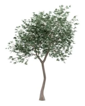 Olive tree isolated on white background. 3d illustration Stock Illustration