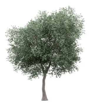 Olive tree isolated on white background. 3d illustration Stock Illustration