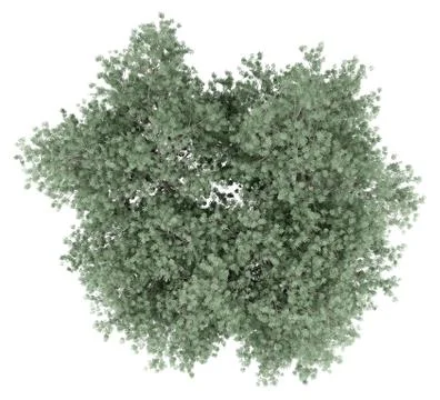 Olive tree isolated on white background. top view. 3d illustration Stock Illustration